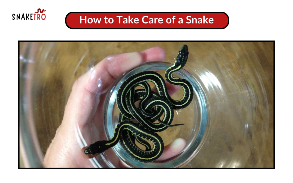 How to Take Care of a Snake
