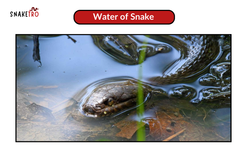 water of snake