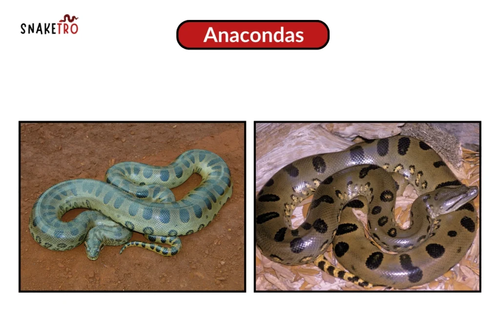 Anacondas