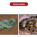 Anacondas