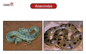 Anacondas