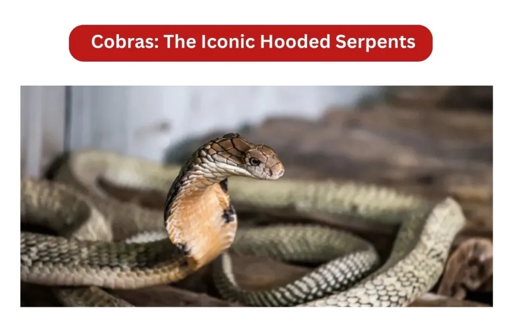 Cobras_ The Iconic Hooded Serpents