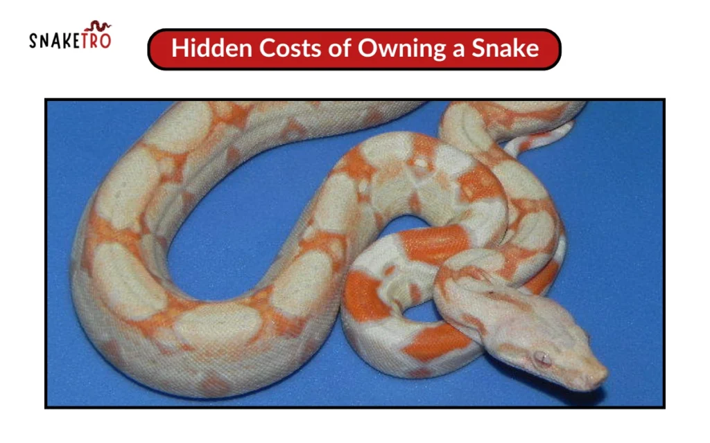 Hidden Costs of Owning a Snake