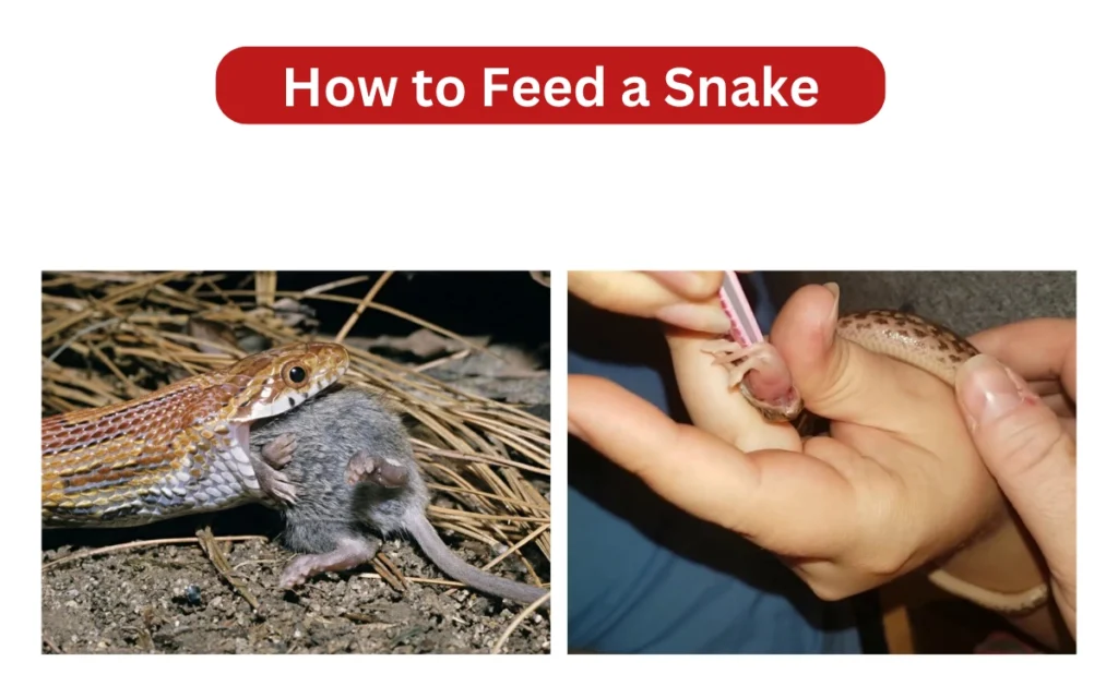 How to Feed a Snake