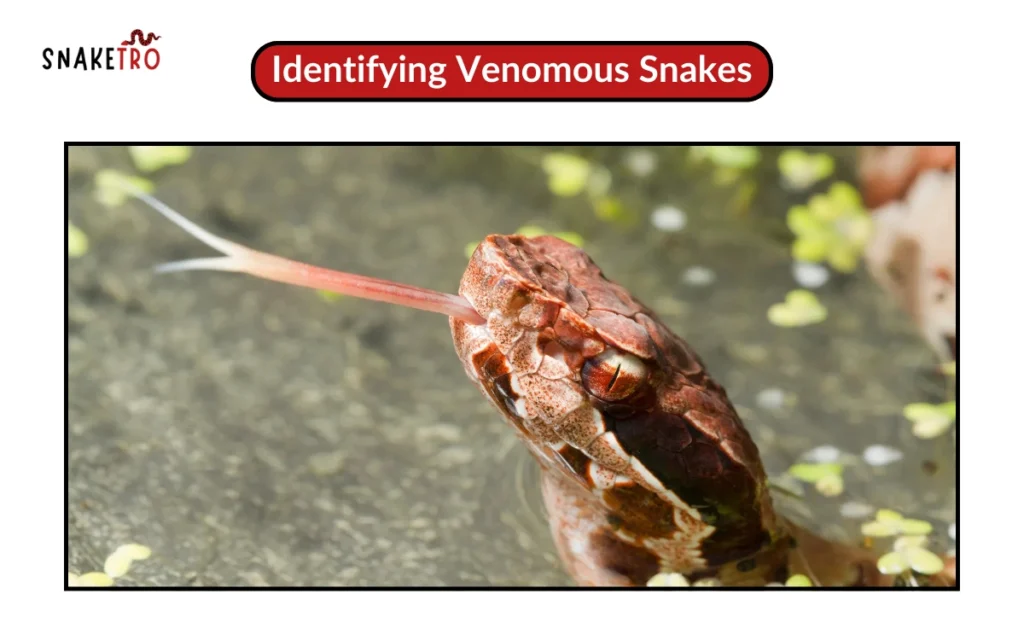 Identifying Venomous Snakes