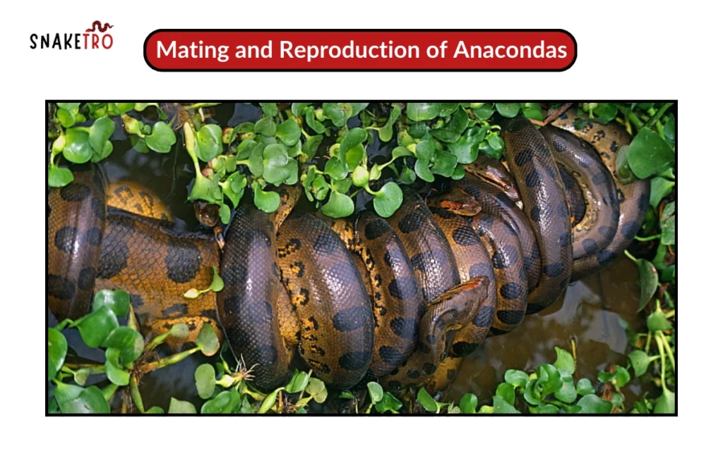 Mating and Reproduction of Anacondas