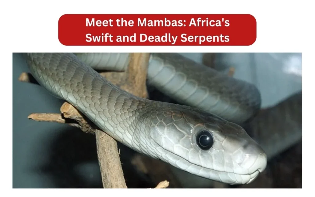 Meet the Mambas_ Africa's Swift and Deadly Serpents