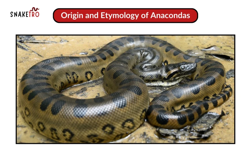 Origin and Etymology of Anacondas