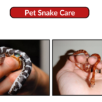 Pet snakes care