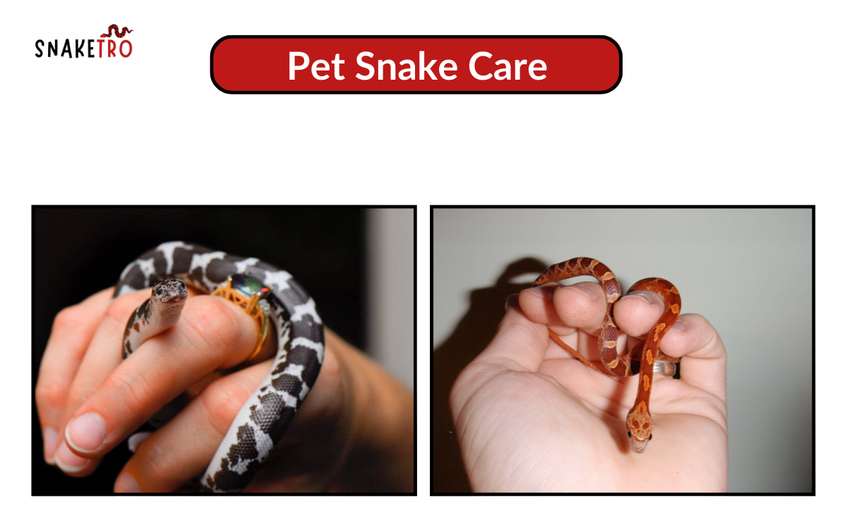 Pet snakes care