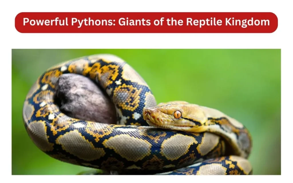 Powerful Pythons_ Giants of the Reptile Kingdom