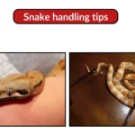 Snake handling tips