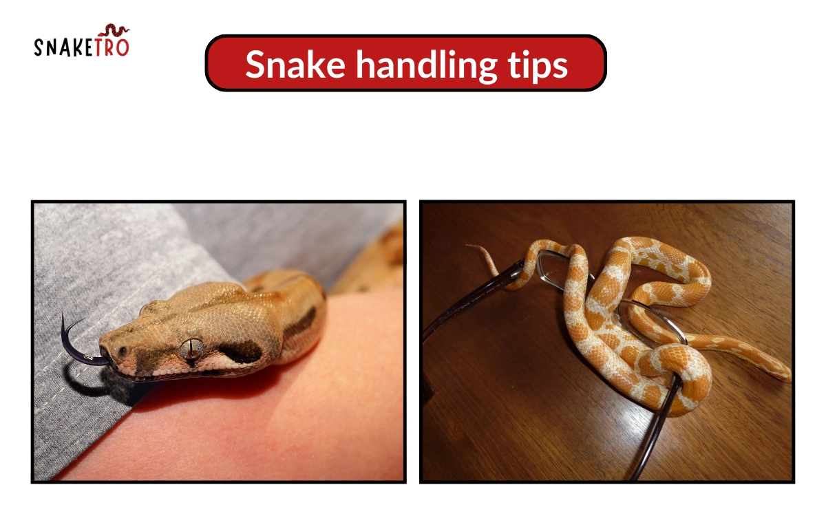 Snake handling tips