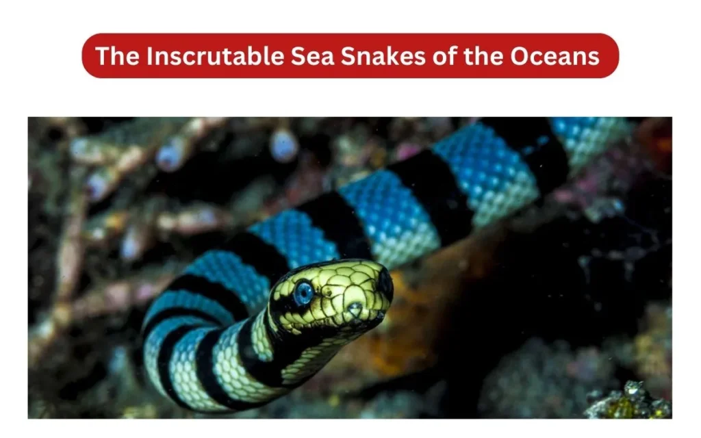 The Inscrutable Sea Snakes of the Oceans