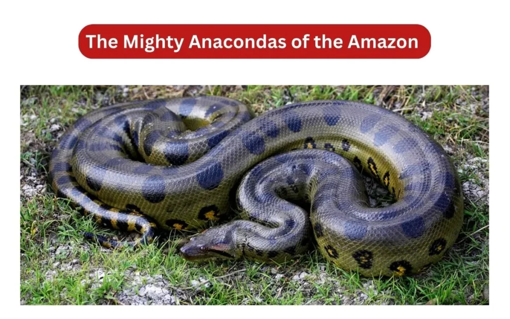 The Mighty Anacondas of the Amazon