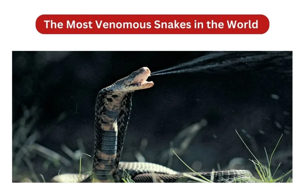 The Most Venomous Snakes in the World