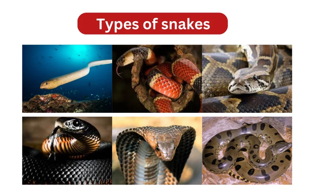 Types of Snakes