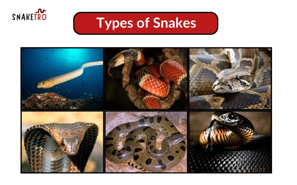 Types of snakes discover anacondas cobras pythons and more