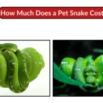 how much does a pet snake cost​