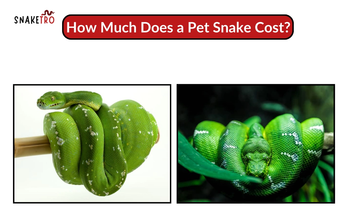 how much does a pet snake cost​