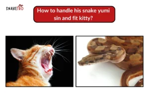 how to handle his snake yumi sin and fit kitty​