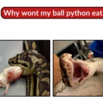 why wont my ball python eat__