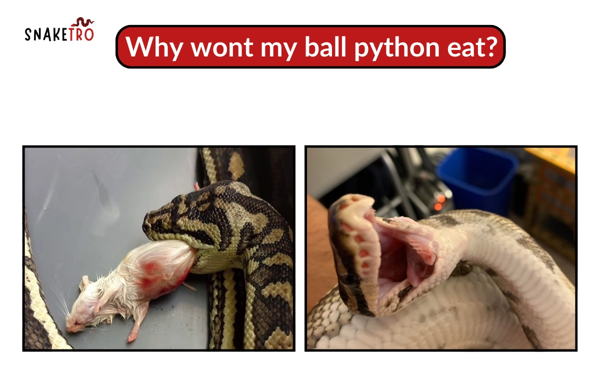 why wont my ball python eat__