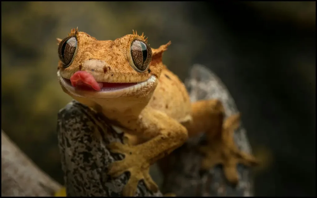Gecko Care
