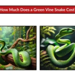 How Much Does a Green Vine Snake Cost