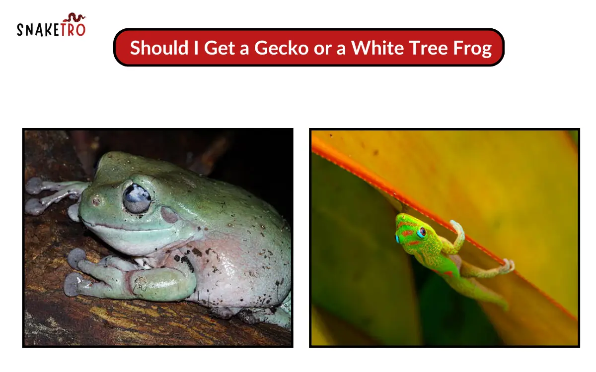 Should I Get a Gecko or a White Tree Frog