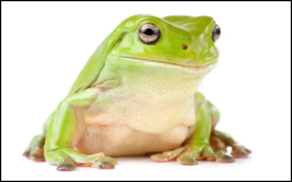 White Tree Frog
