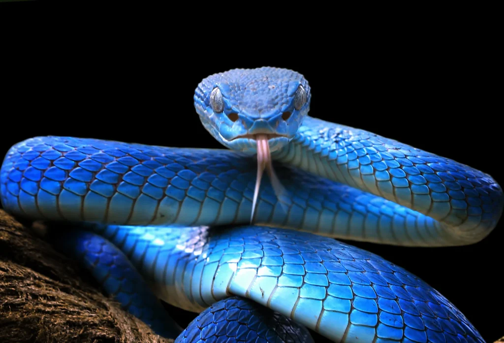 Snaketro Provides Expert Snake Care and Knowledge