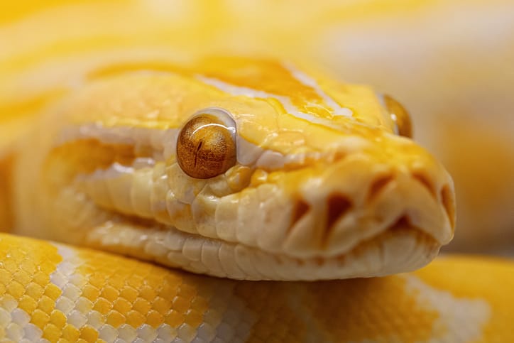 Learn and Connect with Snakes at Snaketro
